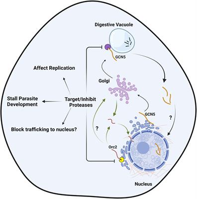 Targeting proteases and proteolytic processing of unusual N-terminal extensions of Plasmodium proteins: parasite peculiarity